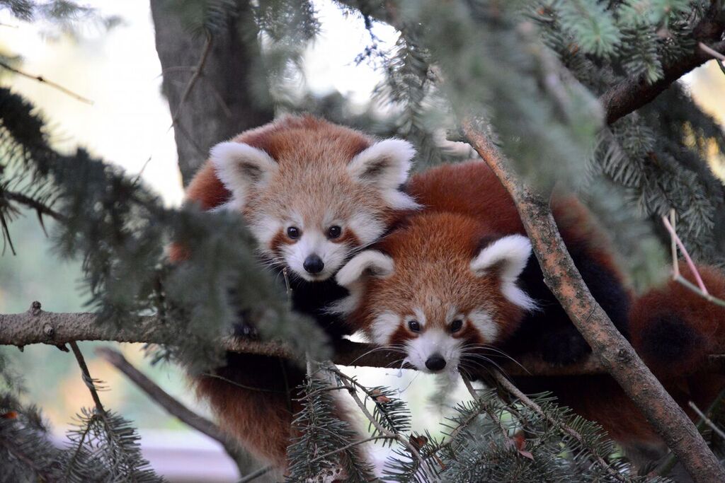Panda rossi, così cambia la vita di coppia quando arrivano i cuccioli. Uno studio del Parco Natura Viva